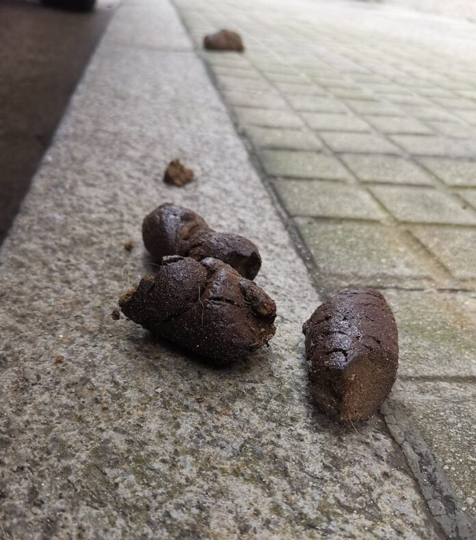 Excrementos de can na rua